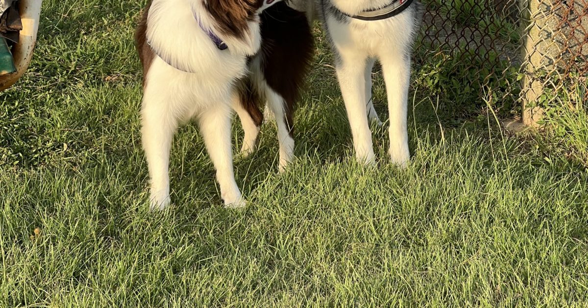 休みの日のドッグラン🐶